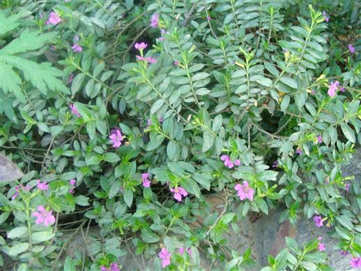 Cuphea hyssopifolia